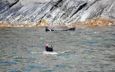 Snorkeler near a seal by rocky shore, Kangaroo Island.
