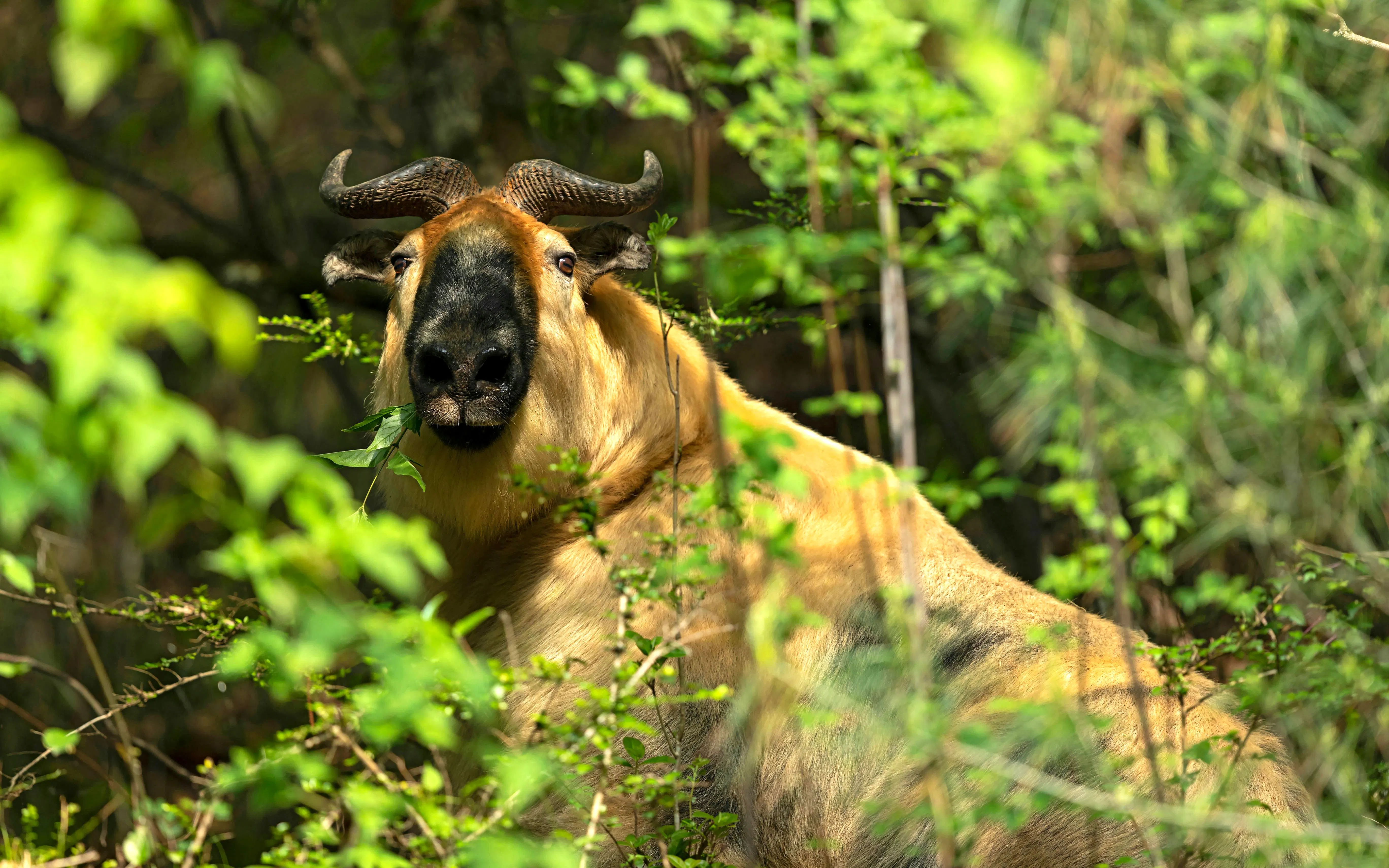Golden takin grazing in the lush Shaanxi mountains, Tangjiahe National Nature Reserve.