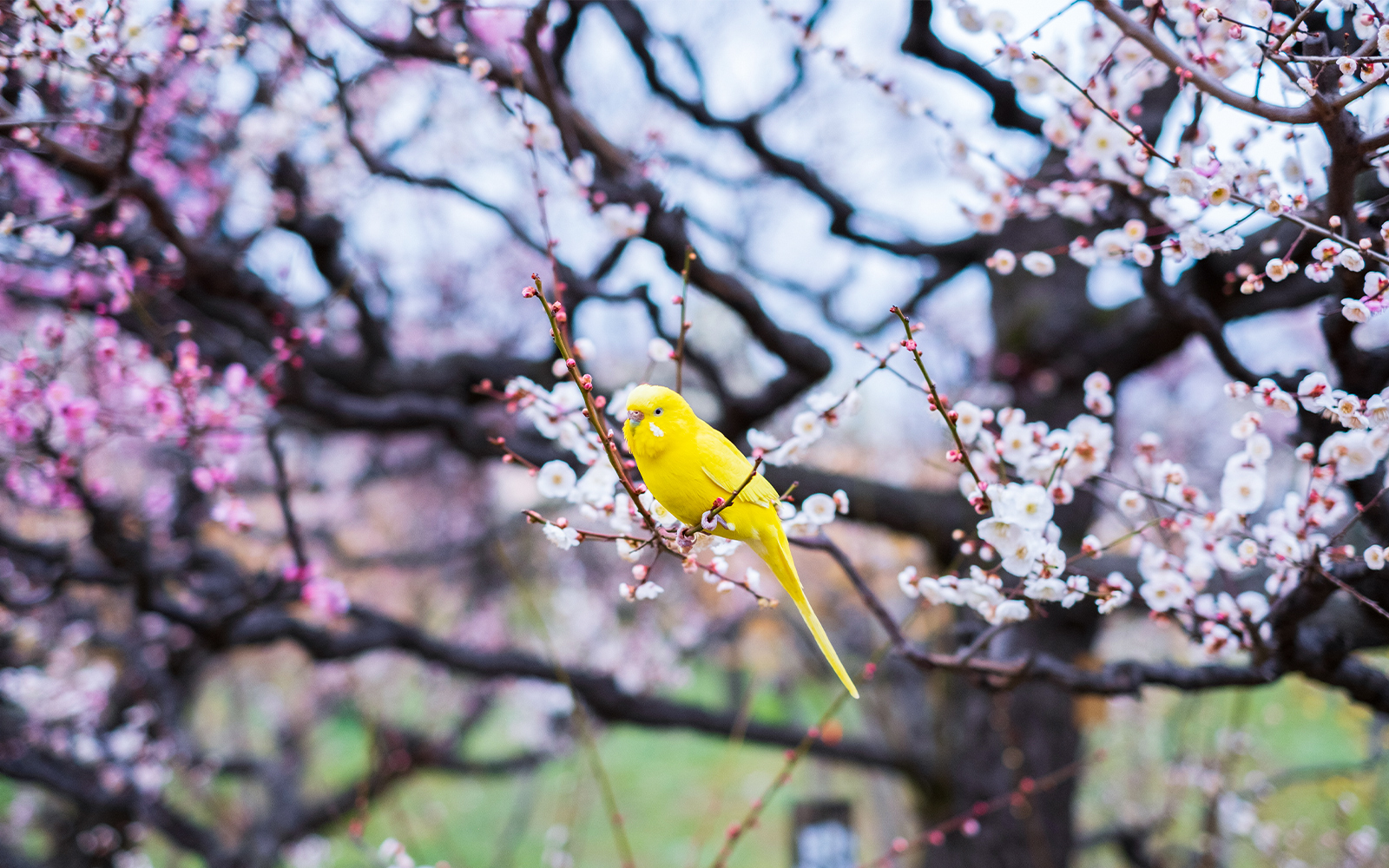Yellow bird perched on cherry blossom branch in Nishinomaru Garden.