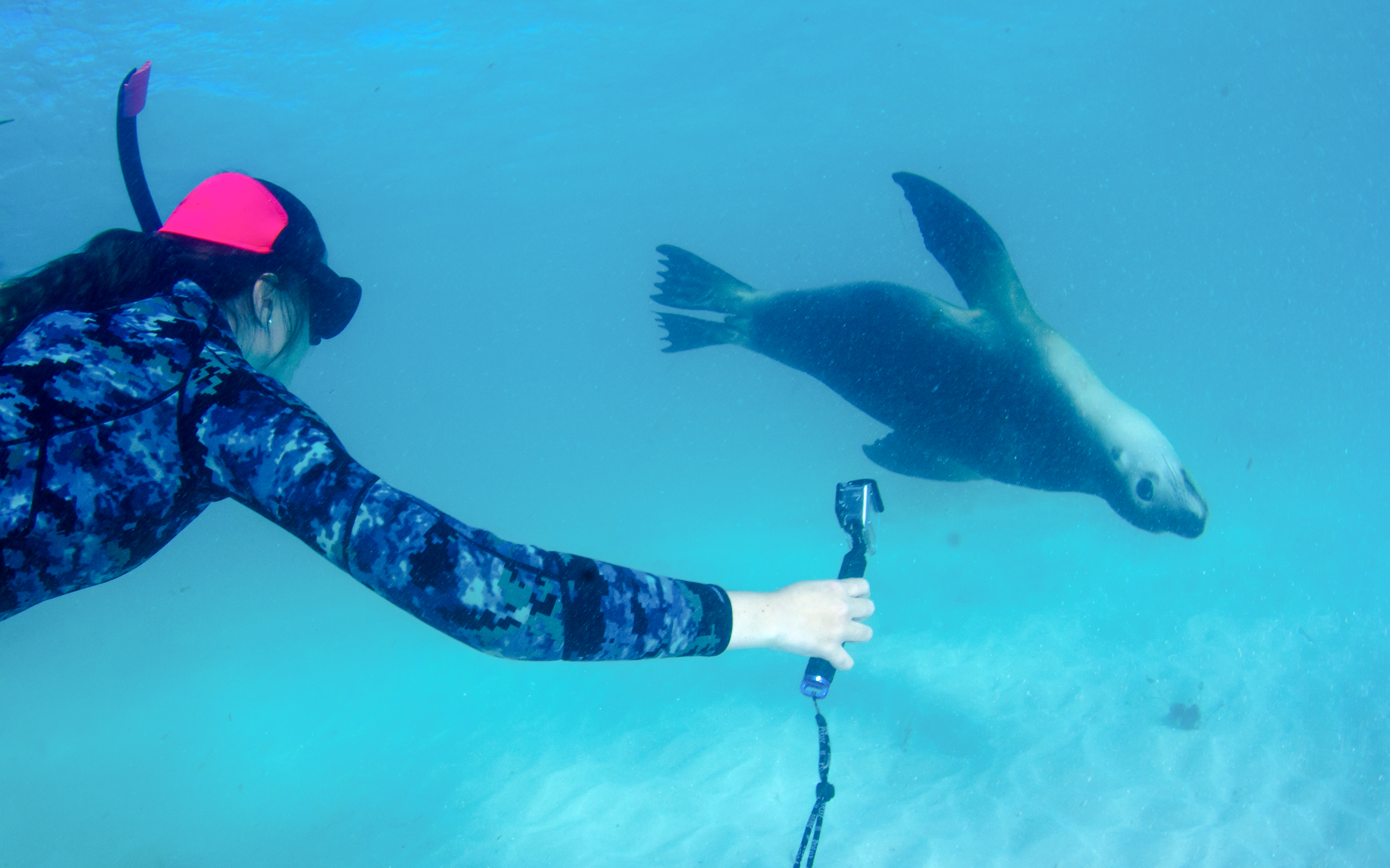 Young woman snorkeling and diving with a sea lion in clear blue water.