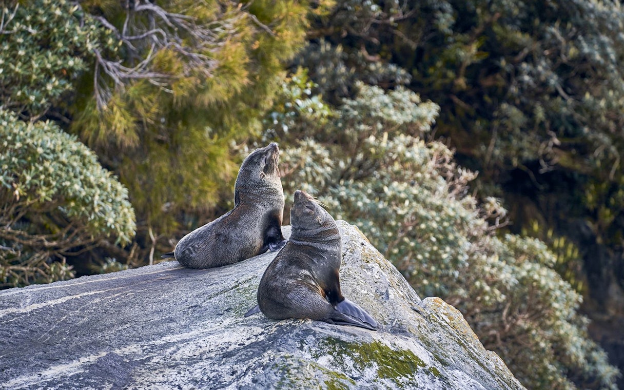 Playful seals resting on rocks in a natural setting.