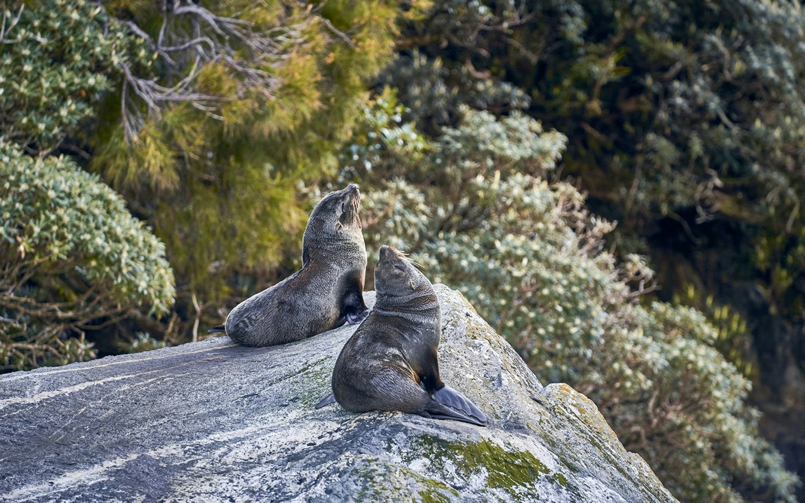 Milford Sound Wildlife Sanctuary