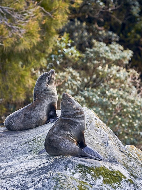 Playful seals resting on rocks in a natural setting.