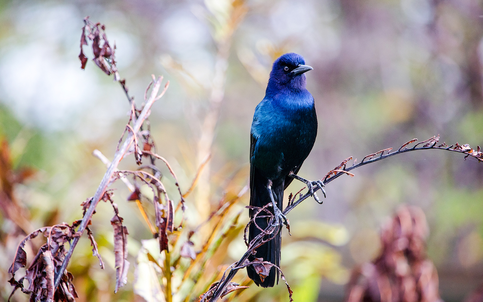 Boat-tailed grackle perched on a branch in the Everglades.