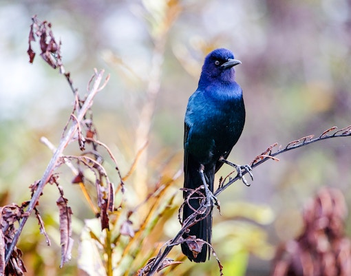 Boat-tailed grackle perched on a branch in the Everglades.