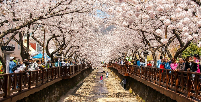 Cherry Blossom Tours