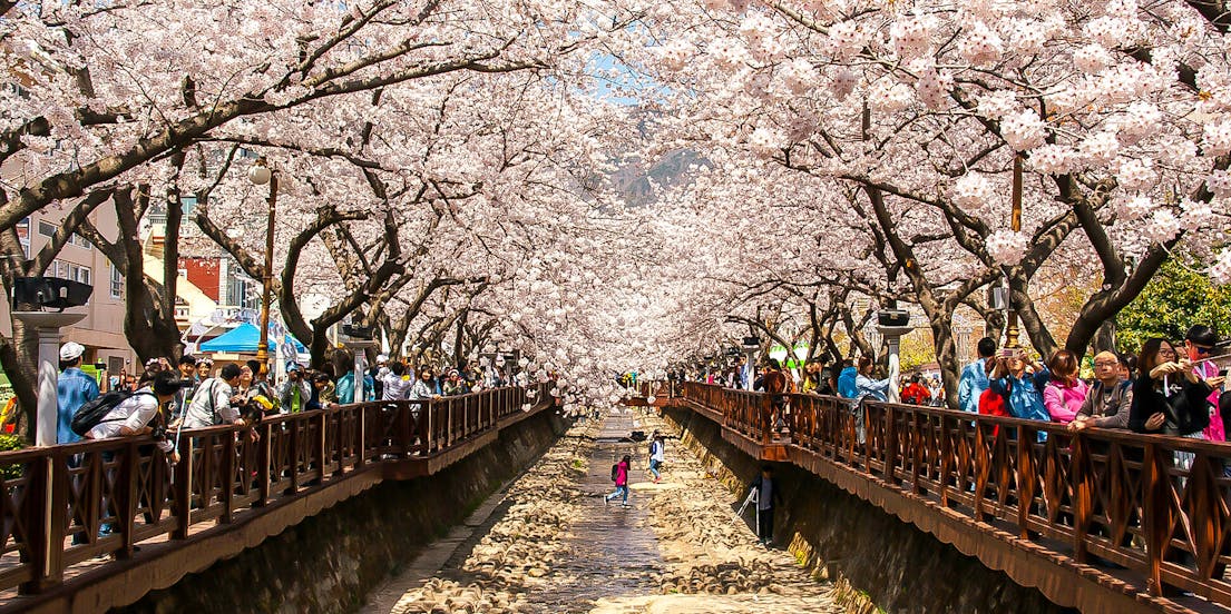 Cherry Blossom Tours