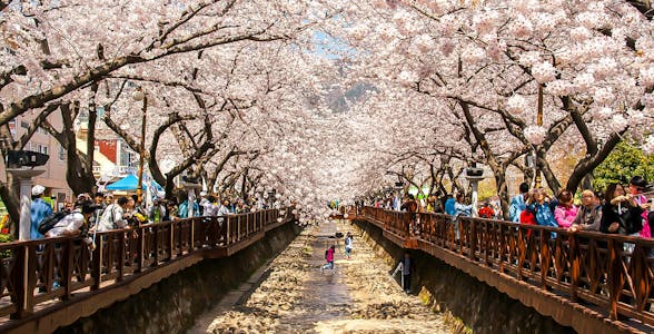 Passeios em flor de cerejeira