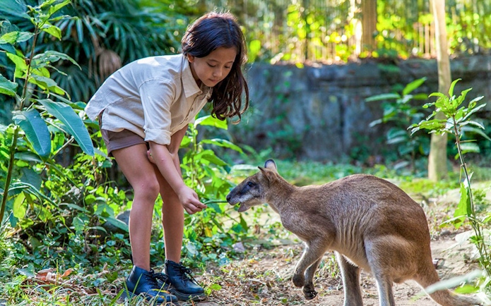 Girl feeding a kangaroo in a lush, green setting.