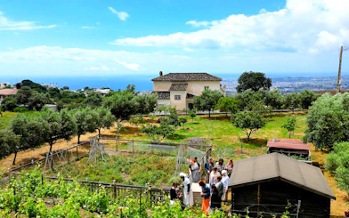 Málaga Wine Tour with Vineyard & Cellar Visits, Wine Tastings and Tapas