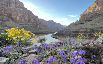 Grand Canyon West view with wildflowers and river, seen from helicopter landing site.