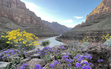Grand Canyon West view with wildflowers and river, seen from helicopter landing site.