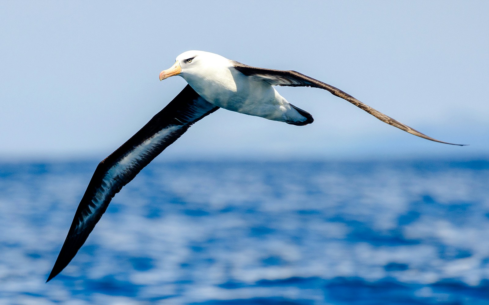 Albatross gliding over the ocean with wings spread wide.
