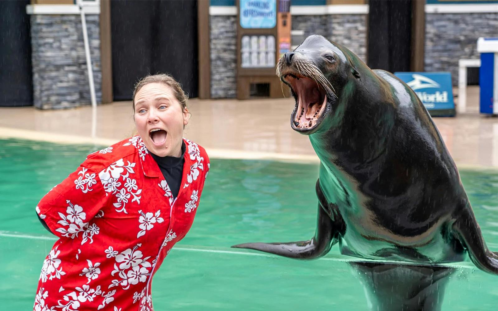 Trainer interacting with a sea lion at SeaWorld San Diego.