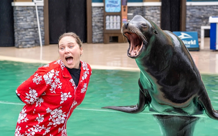 Trainer interacting with a sea lion at SeaWorld San Diego.