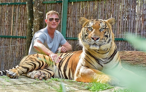 Man pets a tiger lying on grass at Tiger Kingdom experience.
