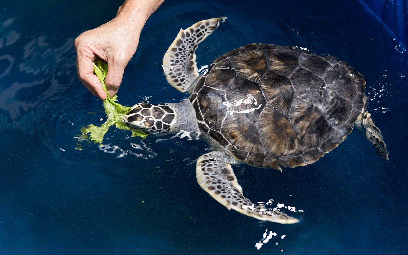 Hand feeding lettuce to a sea turtle in clear water.