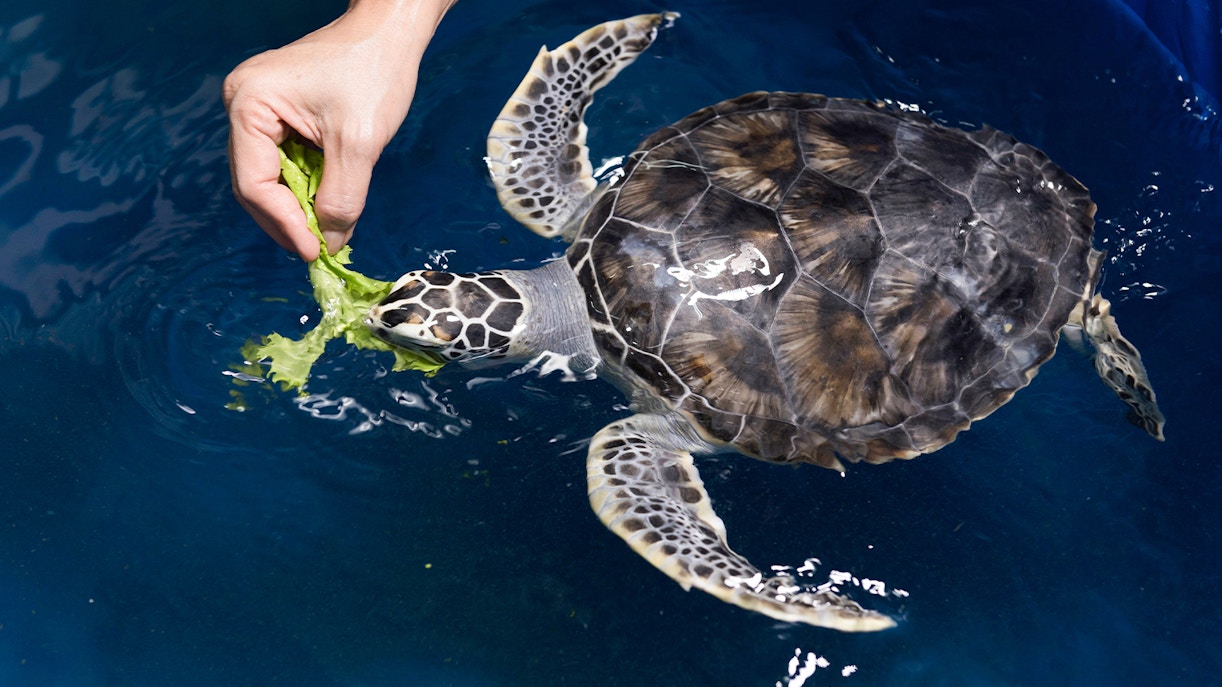 feeding sea turtle at Sea Turtle Hospital