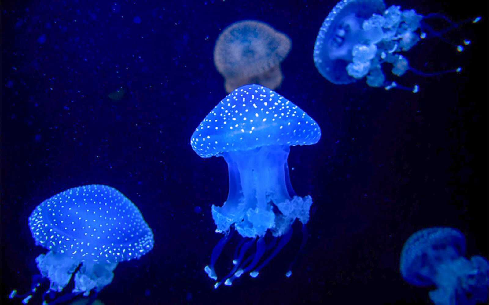 White spotted jellyfish swimming in Lisbon Oceanarium.