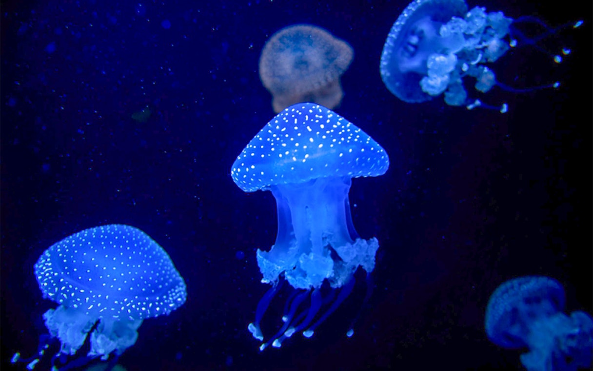 White spotted jellyfish swimming in Lisbon Oceanarium.