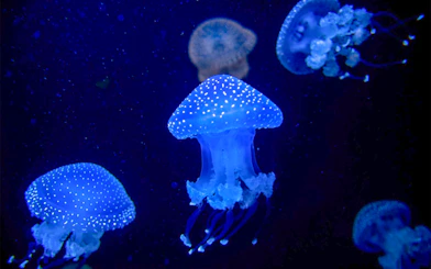 White spotted jellyfish swimming in Lisbon Oceanarium.