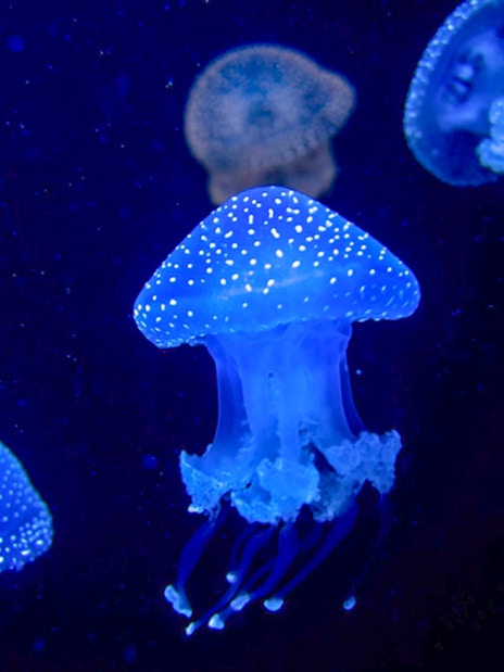White spotted jellyfish swimming in Lisbon Oceanarium.