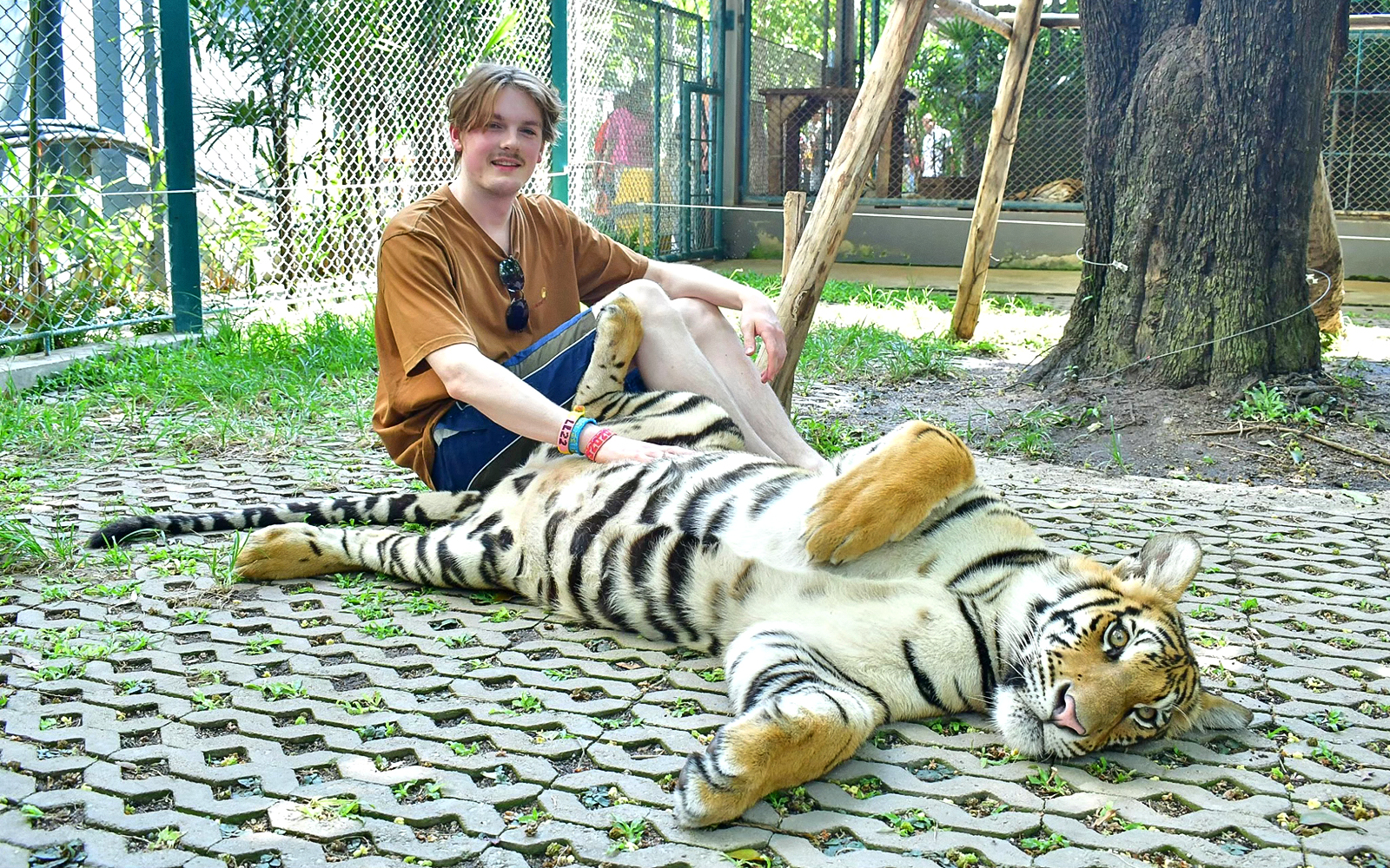 Person sitting with a tiger at Tiger Park Pattaya.
