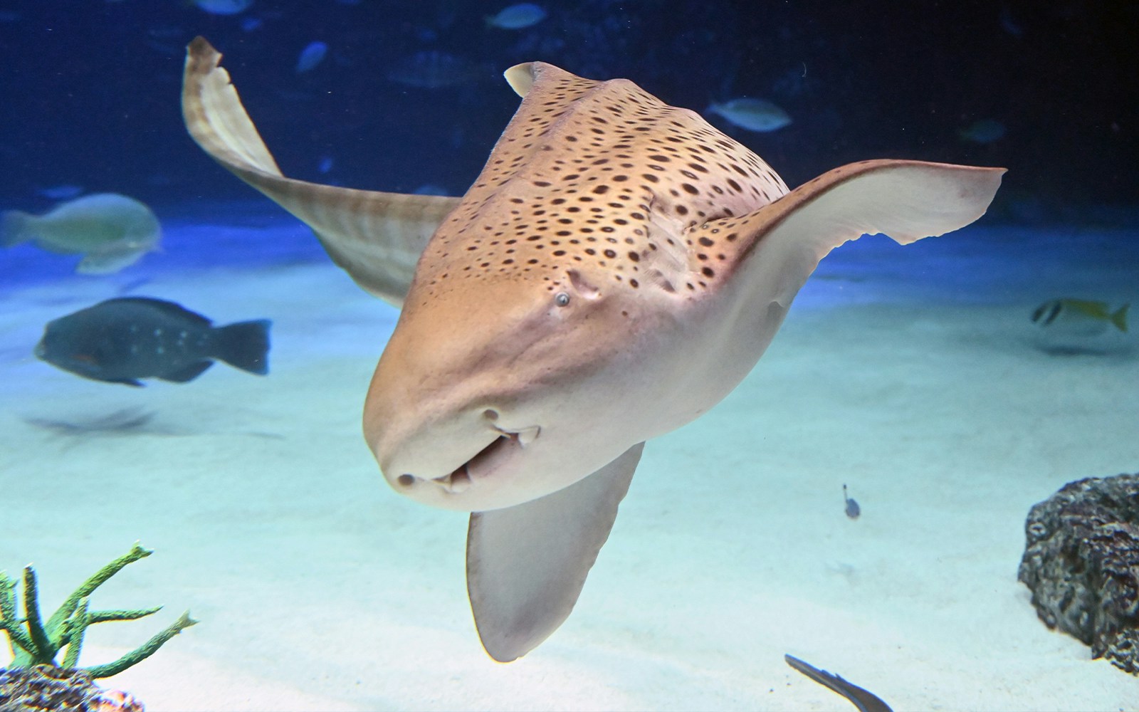 Zebra sharks swimming in Sea Life Aquarium, showcasing marine life in Sydney, Australia.