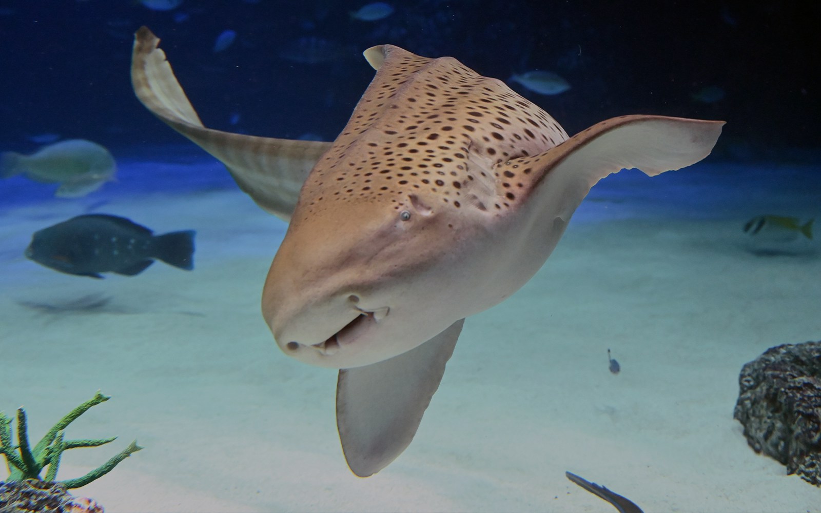 Zebra sharks swimming