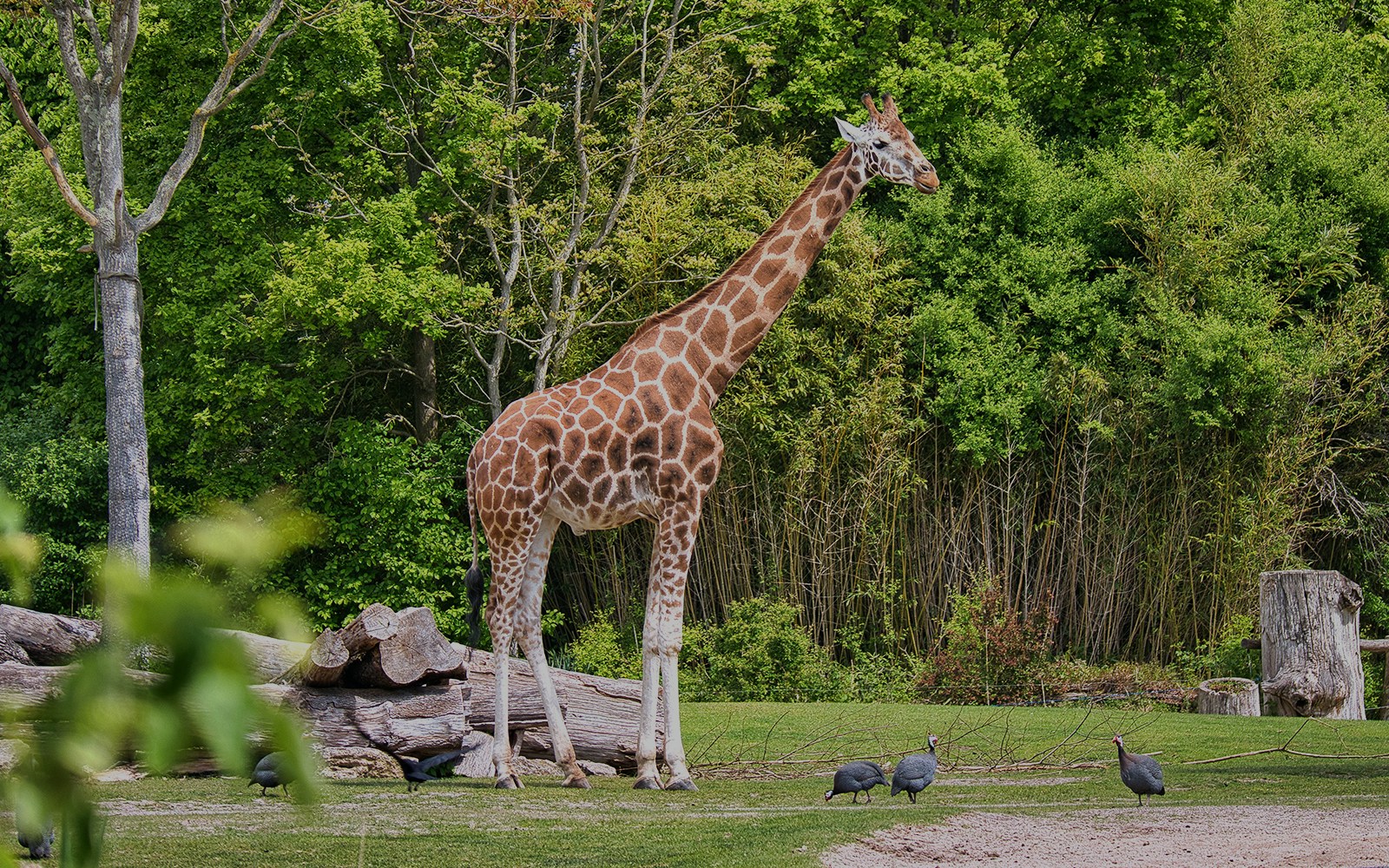 Giraffes at Zoo Bali standing in a grassy enclosure.