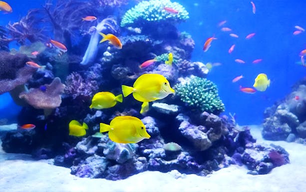 Colorful fish swimming around coral reef at Hakkeijima Sea Paradise aquarium.