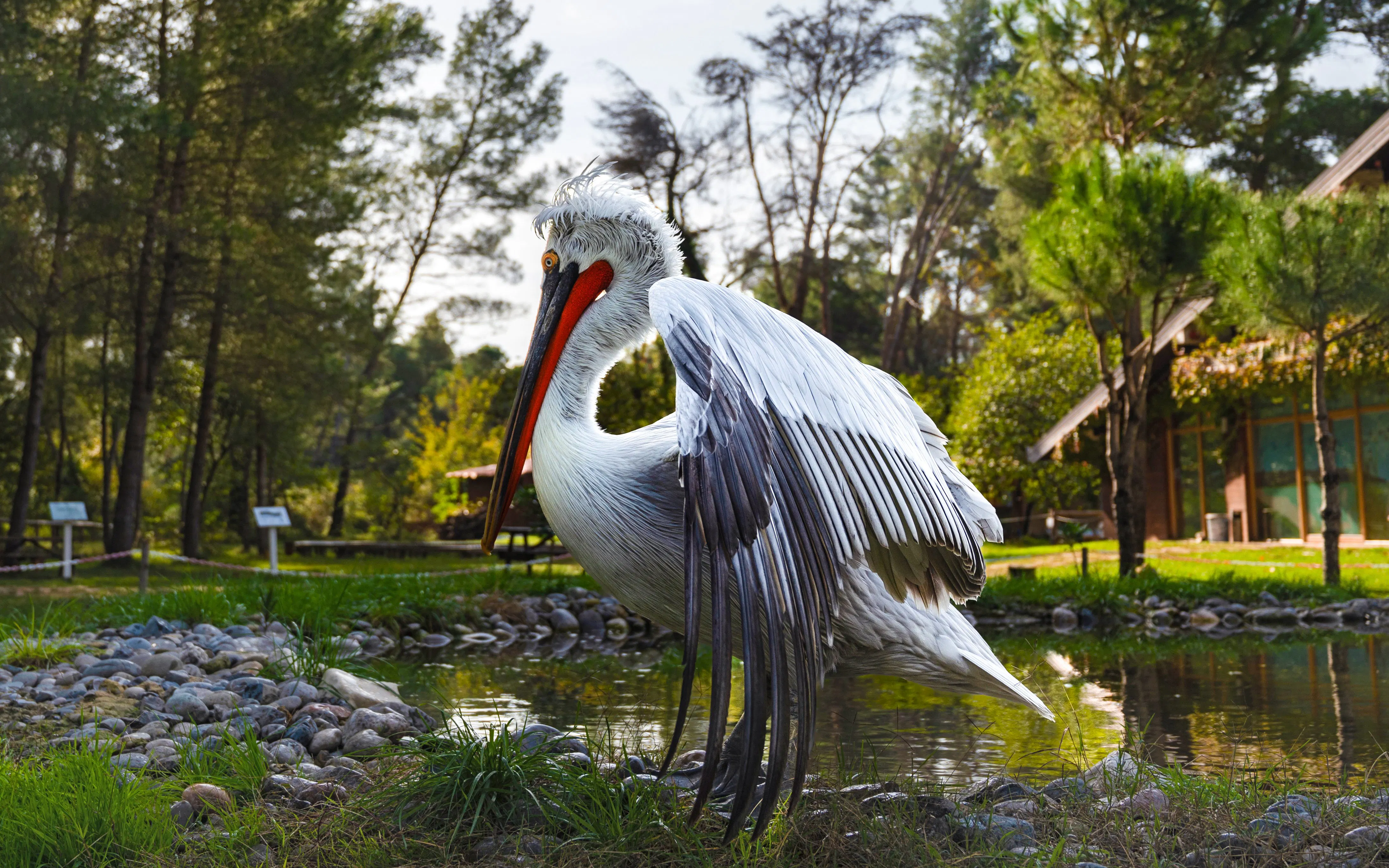 Pelican by the water in Lagoon of Karavasta, Albania.