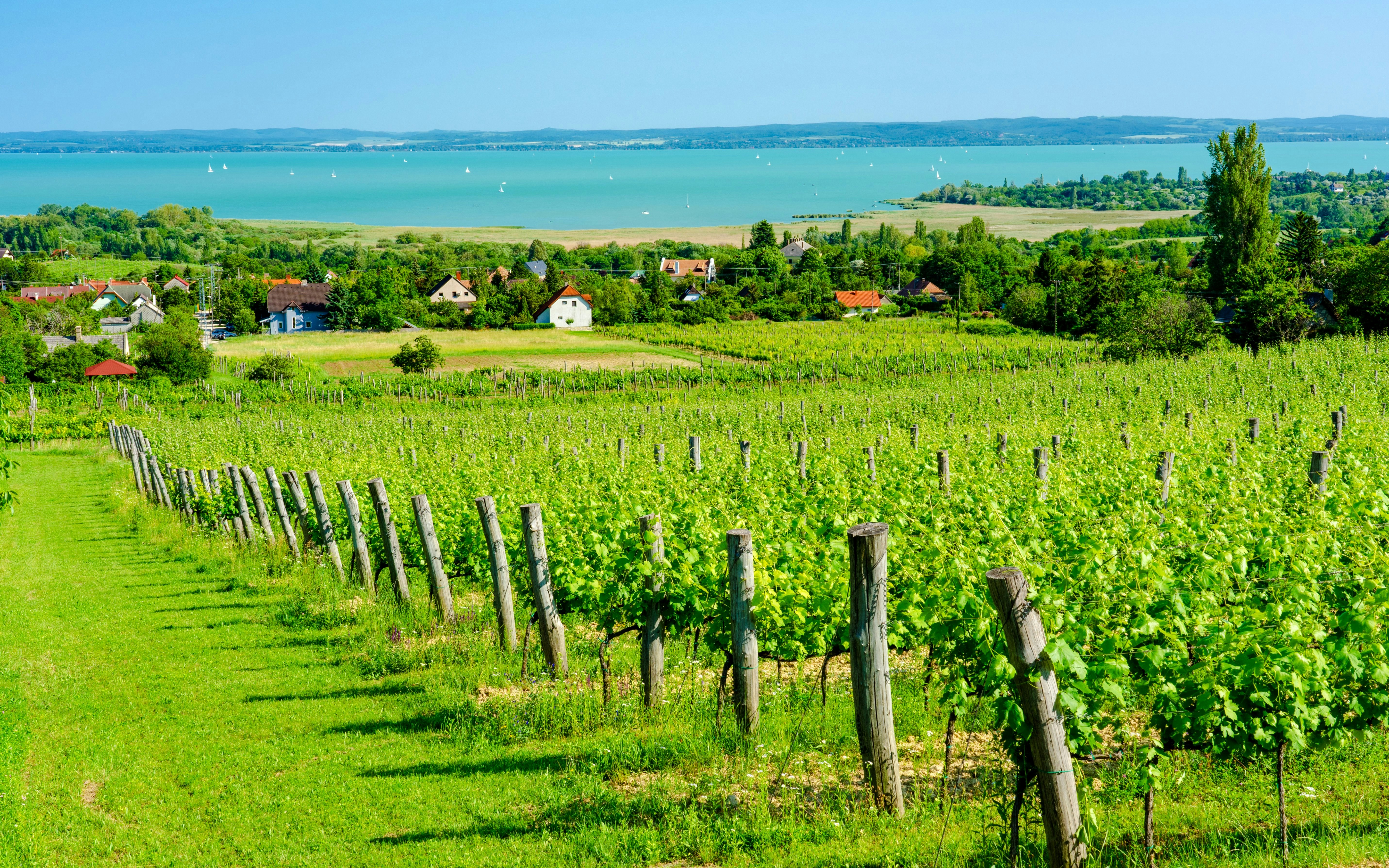 Vineyard in Csopak with view of Lake Balaton, houses, and church in summer landscape.