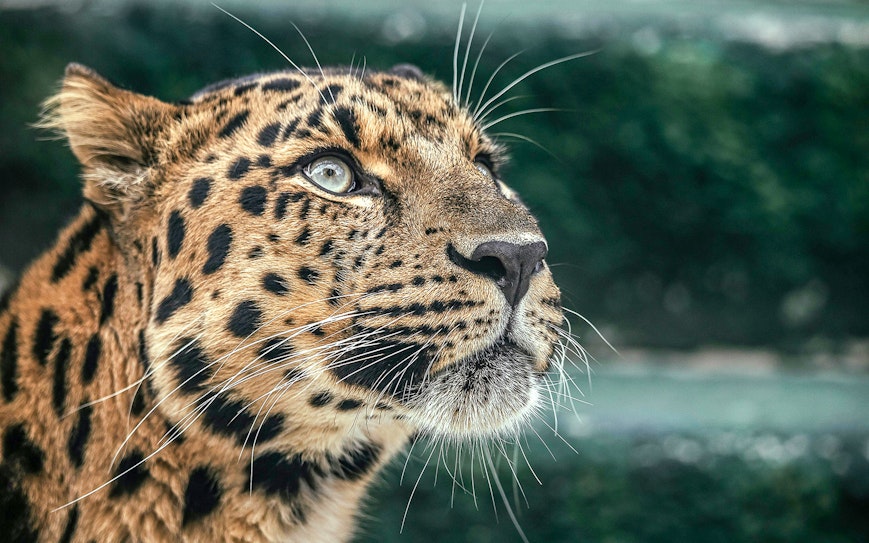 Urban waterway with swans in Rotterdam
