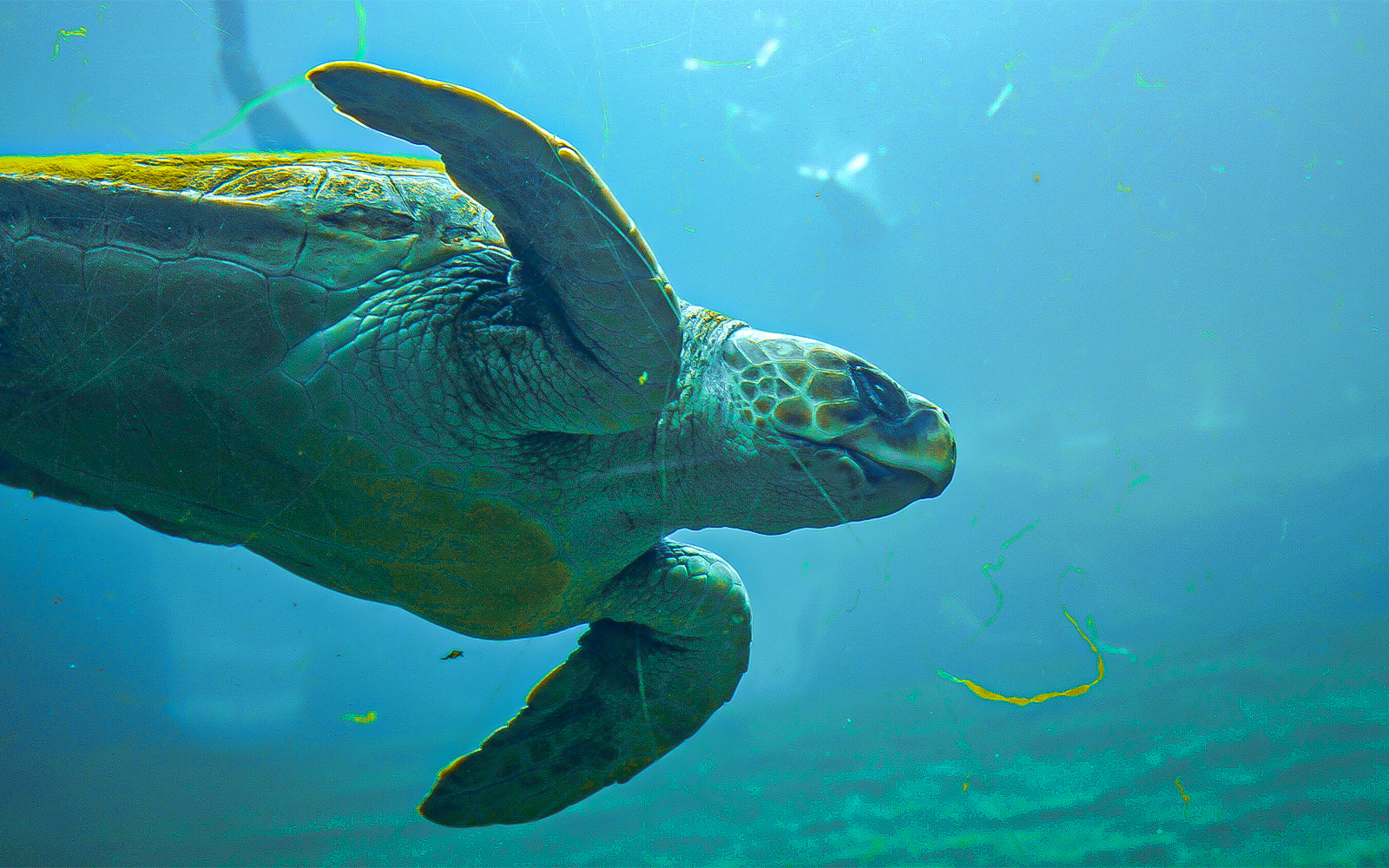 Oceanografic Valencia aquarium with diverse marine habitats and visitors exploring exhibits.