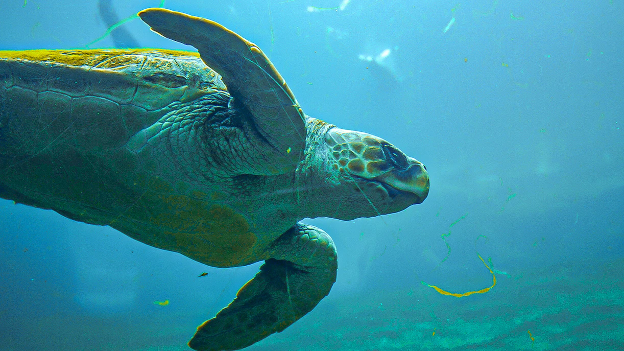 Oceanografic Valencia aquarium with diverse marine habitats and visitors exploring exhibits.