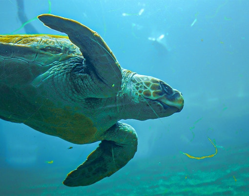 Oceanografic Valencia aquarium with diverse marine habitats and visitors exploring exhibits.