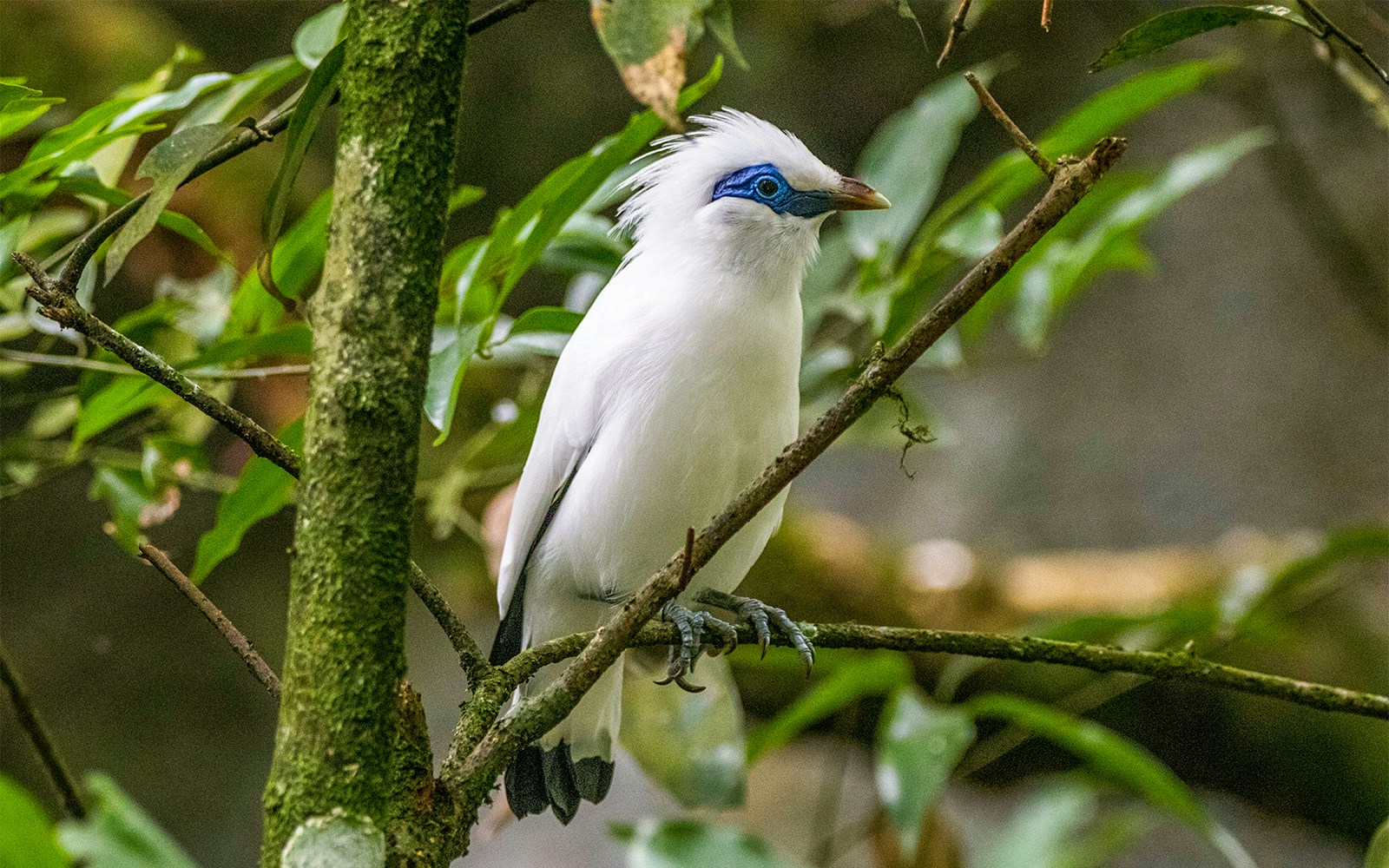 Bali mynah perched on a branch in a lush forest setting.