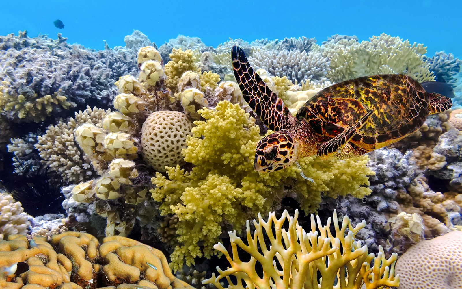 Green turtle swimming over coral reef, Great Barrier Reef.