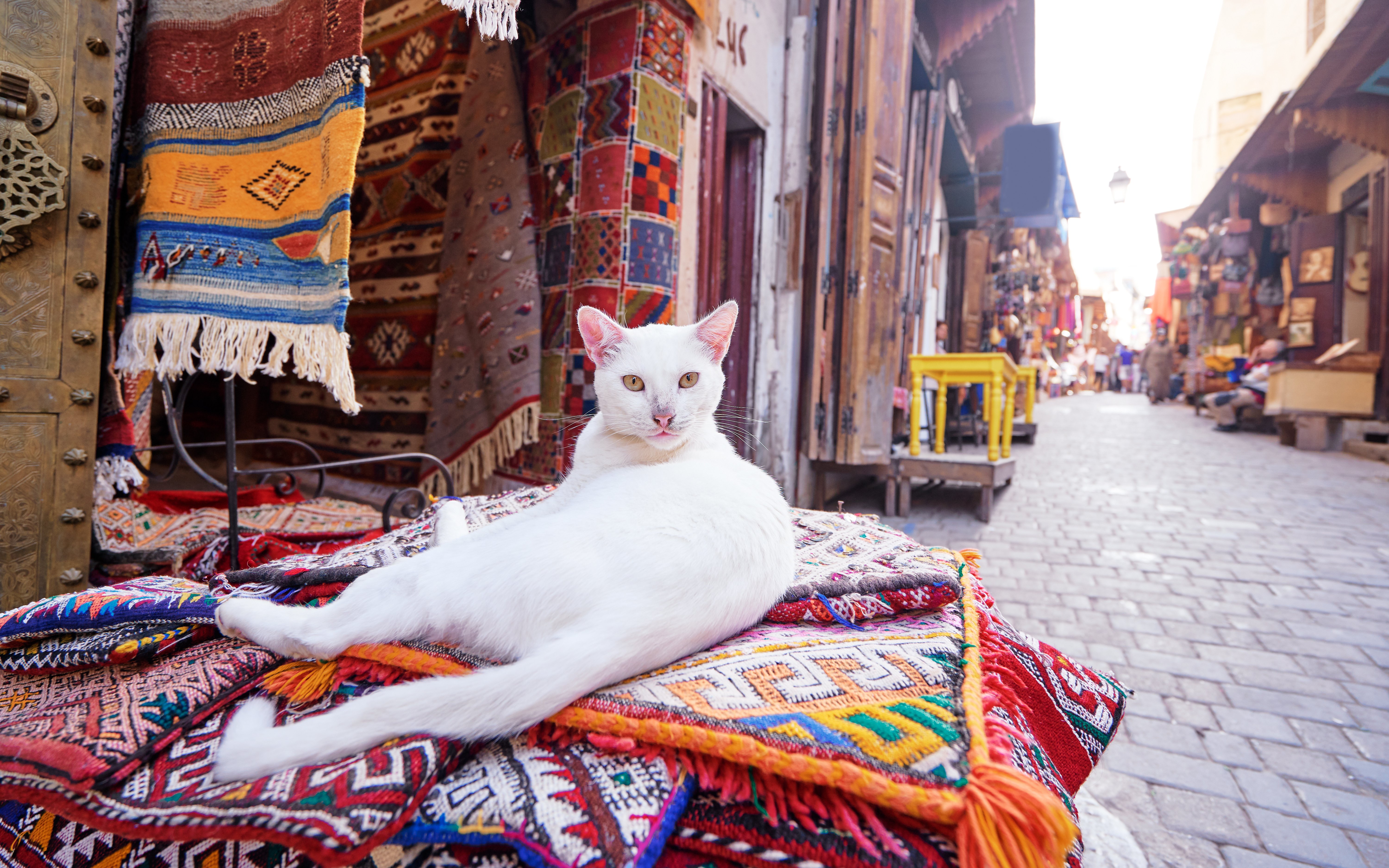 White cat lounging on colorful rugs in Fez Medina, Morocco souvenir shop.