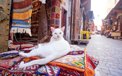 White cat lounging on colorful rugs in Fez Medina, Morocco souvenir shop.