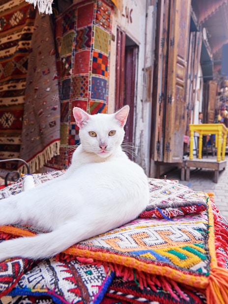 White cat lounging on colorful rugs in Fez Medina, Morocco souvenir shop.