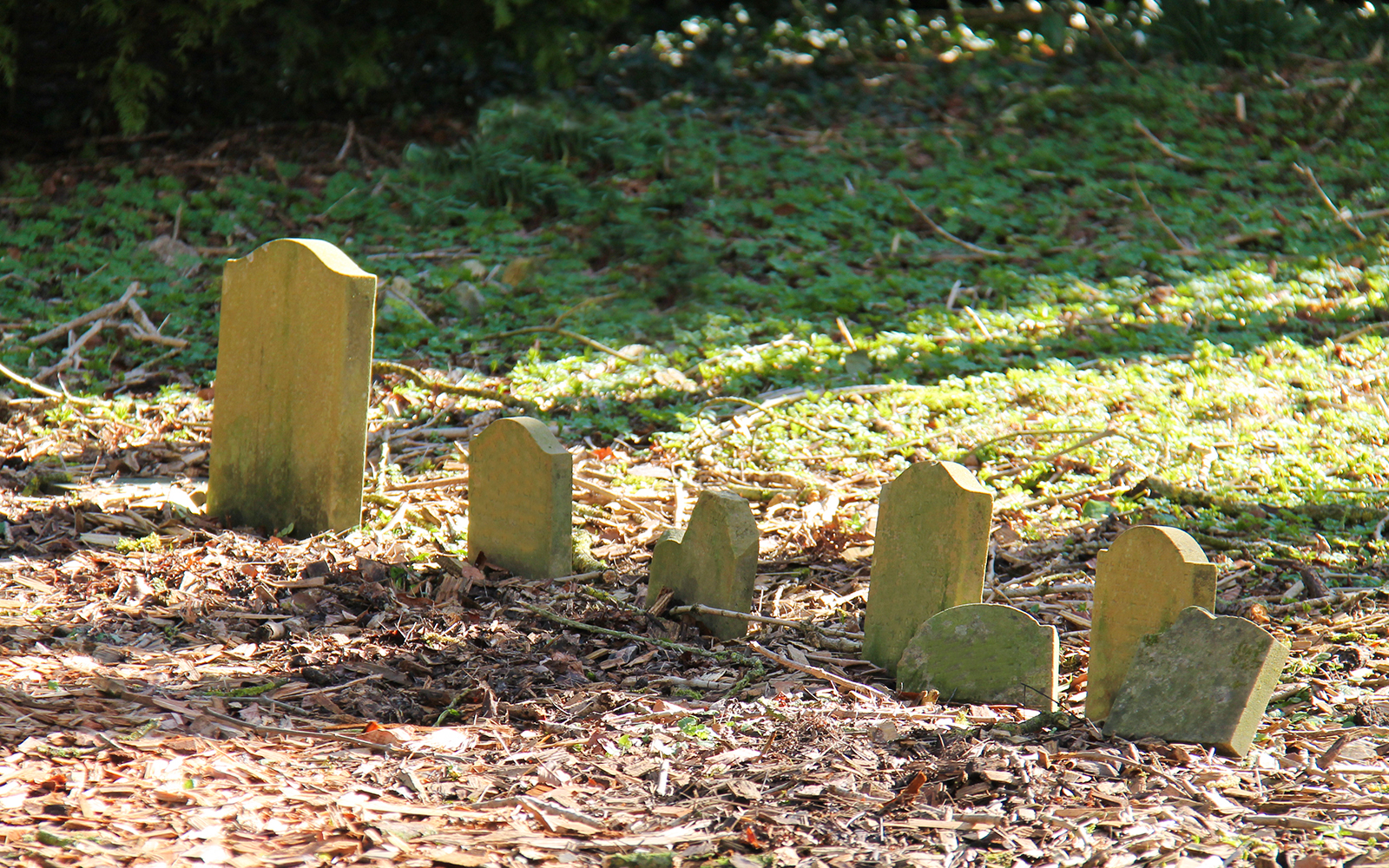 A Line of Gravestones in a woodland pet cemetery.
