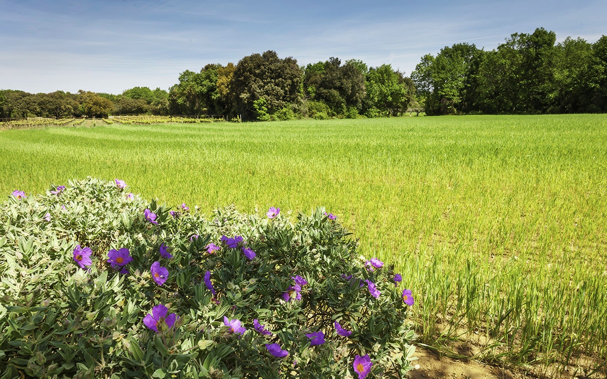 Field with purple flowers near Pont du Gard, France.