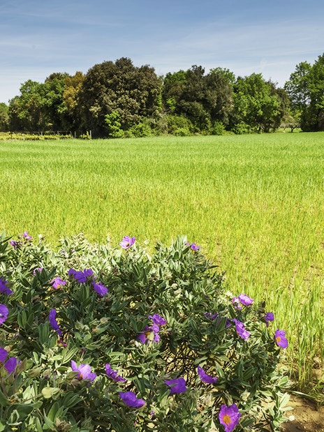 Field with purple flowers near Pont du Gard, France.