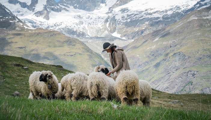 See the popular Valais blacknose sheep