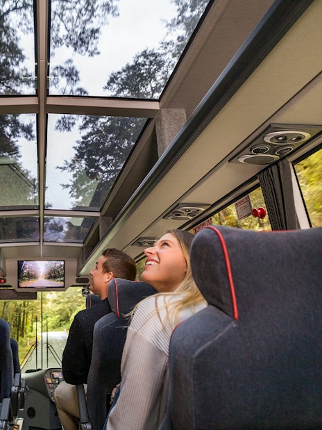 Passengers enjoying views through glass roof on coach to Milford Sound.