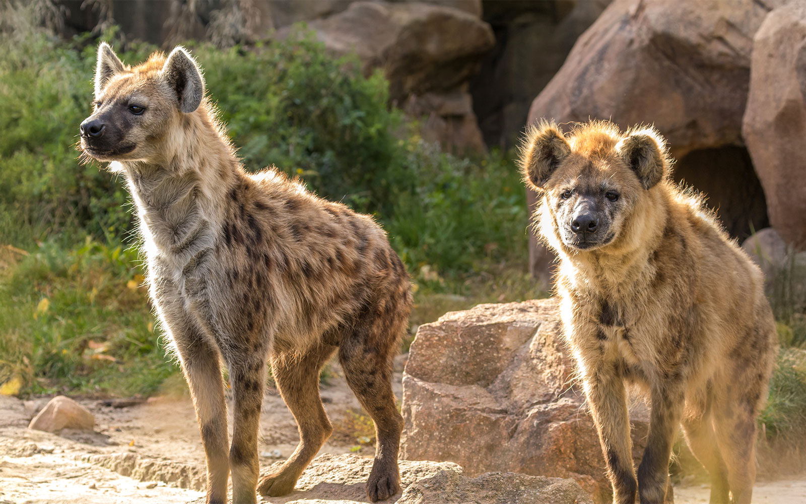 Hyenas at Out of Africa Wildlife Park in a natural habitat setting.