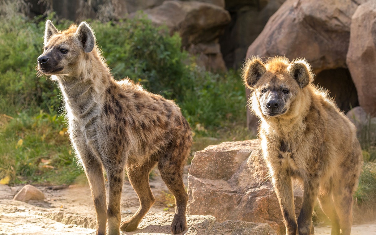 Hyenas at Out of Africa Wildlife Park in a natural habitat setting.