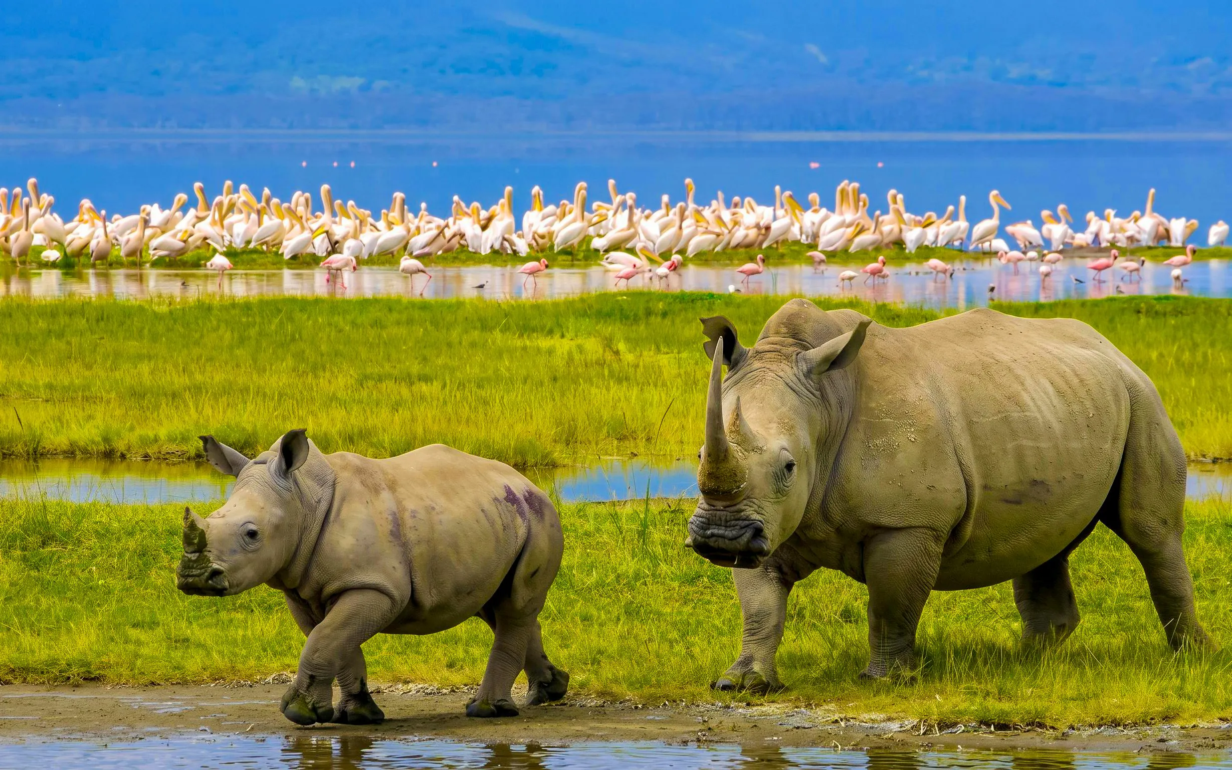 Rhinos walking near Lake Naivasha with flamingos in the background.